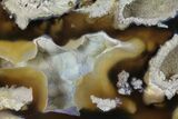 Unique, Agatized Fossil Coral Geode - Florida #60260-3